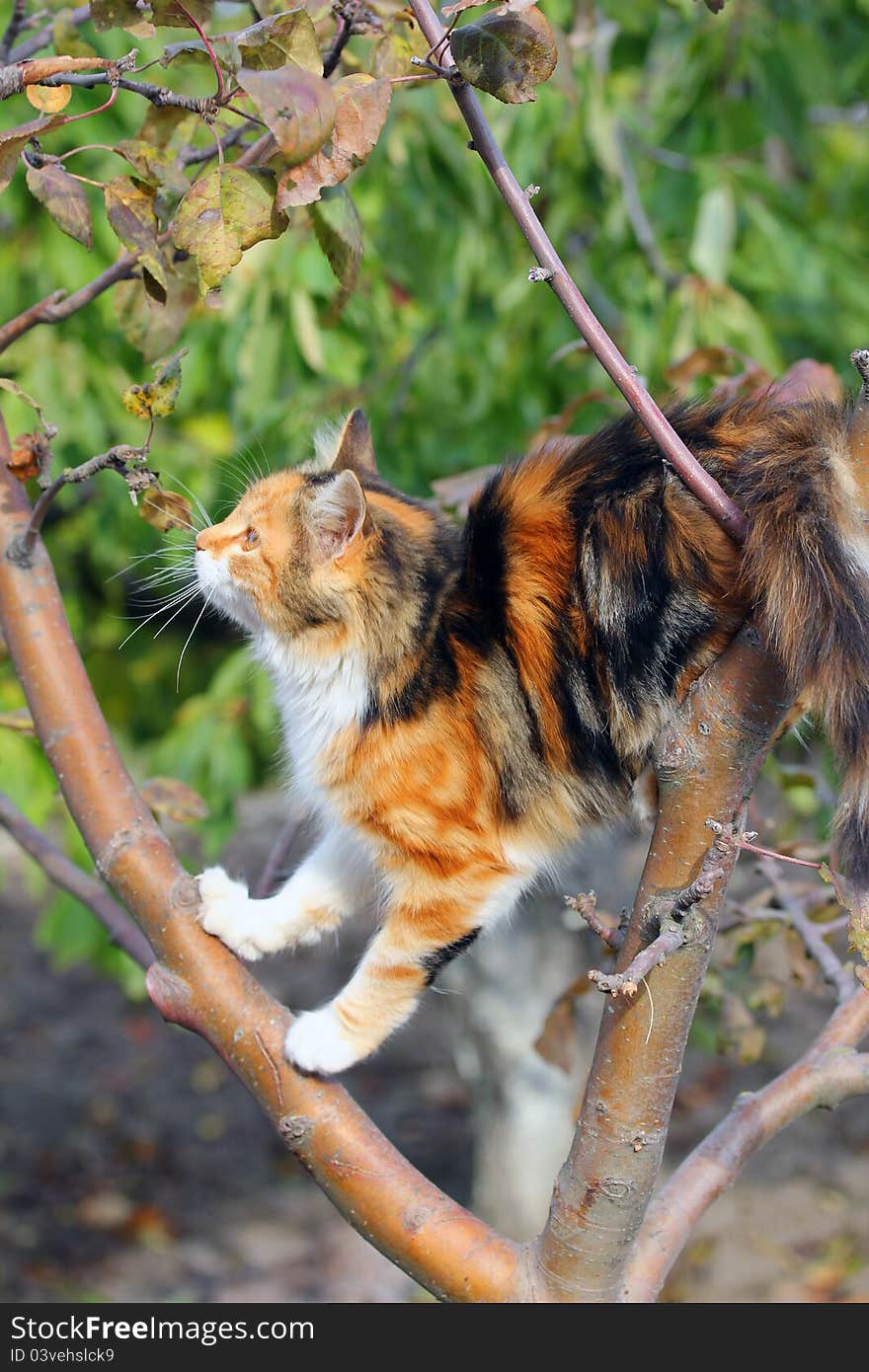 Cat In A Tree