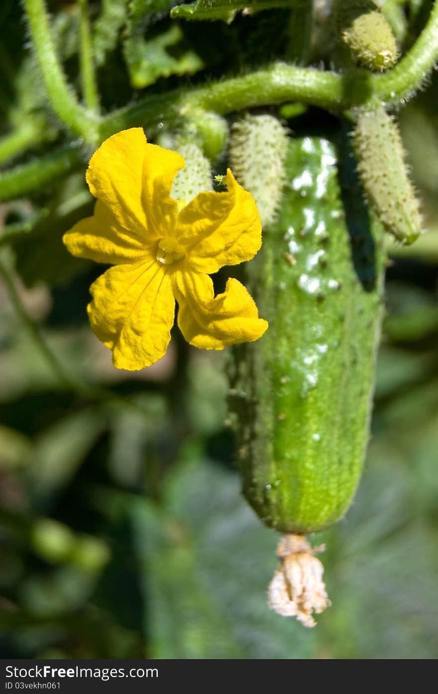 Cucumber And Its Flower In A Kitchen Garden