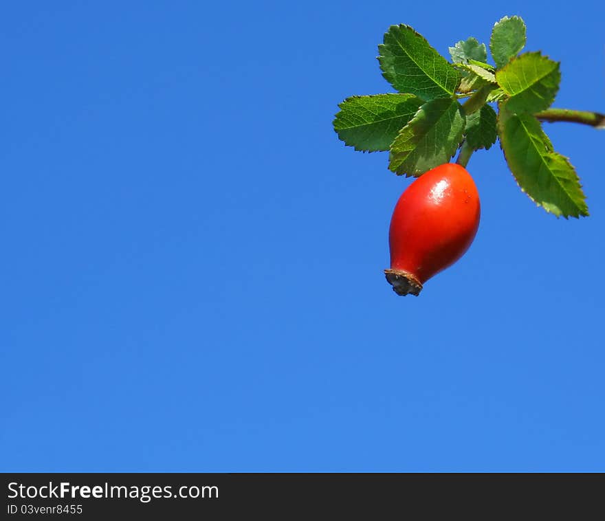 Red berry fruit with green leaves on blue background. Red berry fruit with green leaves on blue background