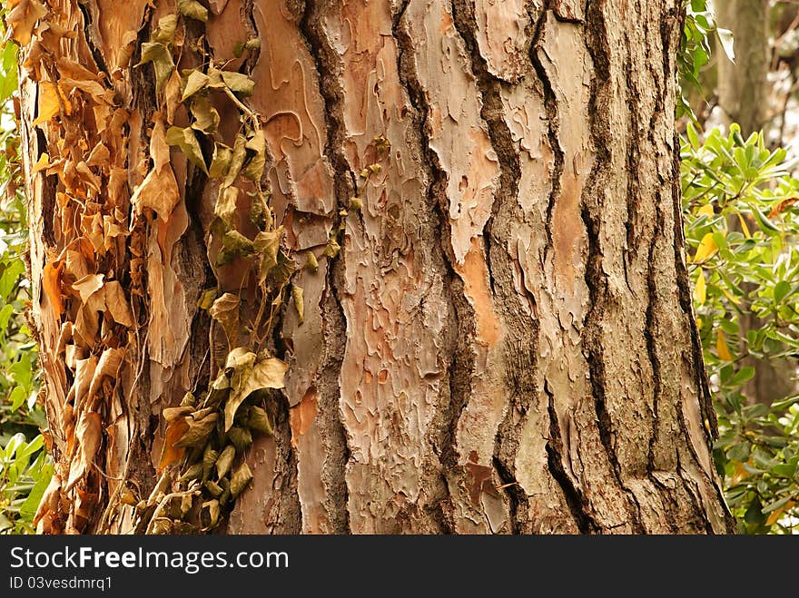 Tree bark background illuminated by the sun and yellow leaves. Tree bark background illuminated by the sun and yellow leaves