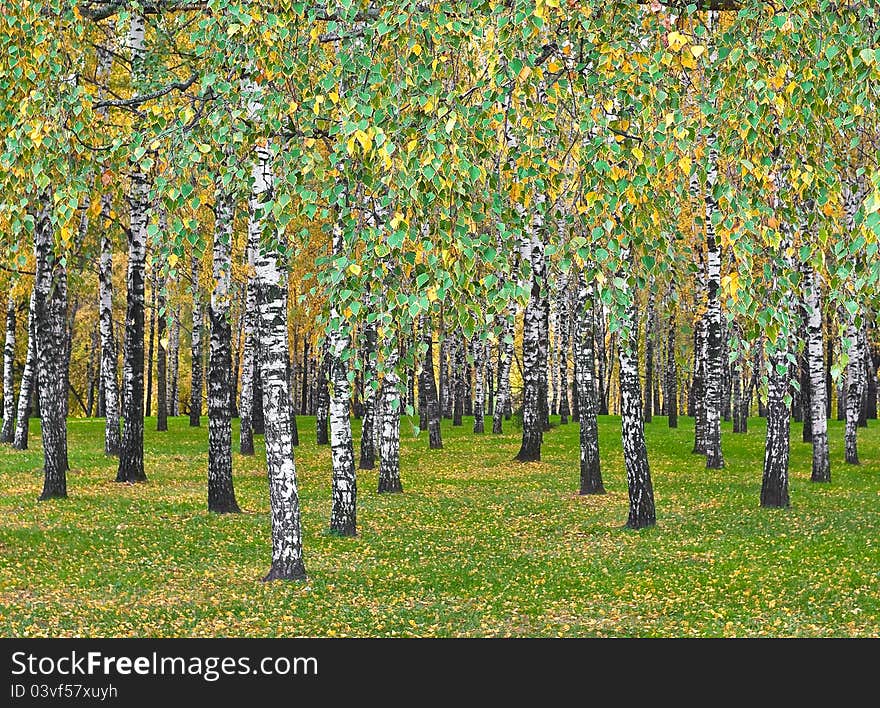 Leaf fall in a birchwood