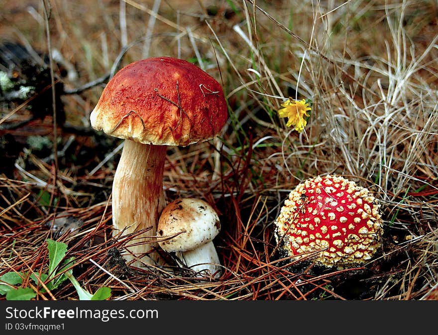 Porcini mushrooms and the death cap next to each other. Porcini mushrooms and the death cap next to each other