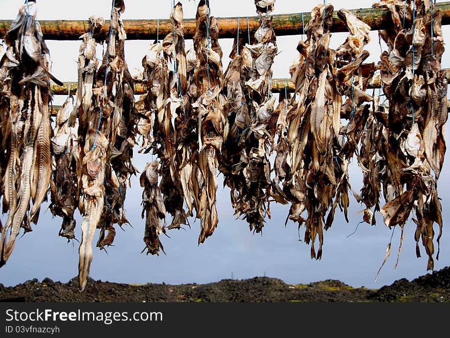 Fish drying in the sun. Fish drying in the sun