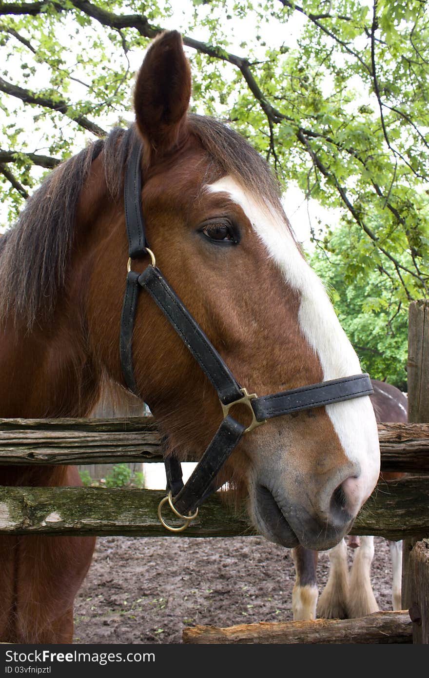 Horse head over the fence in spring garden