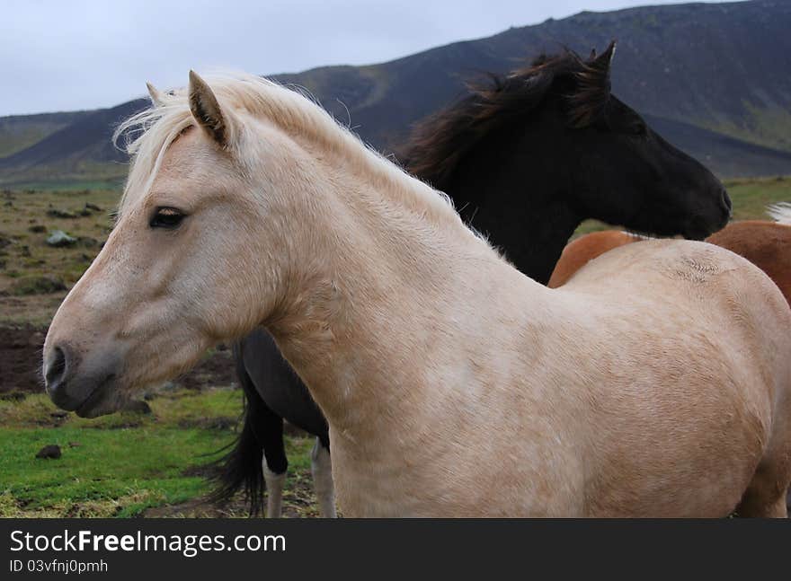 Beautiful black and white horses