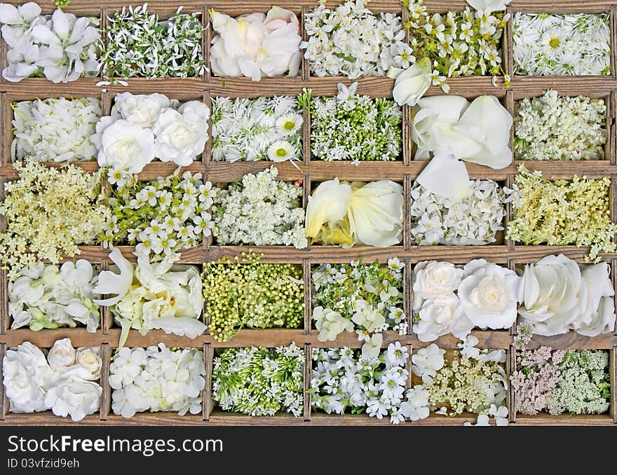 Background with white flowers of summer in a letter-case