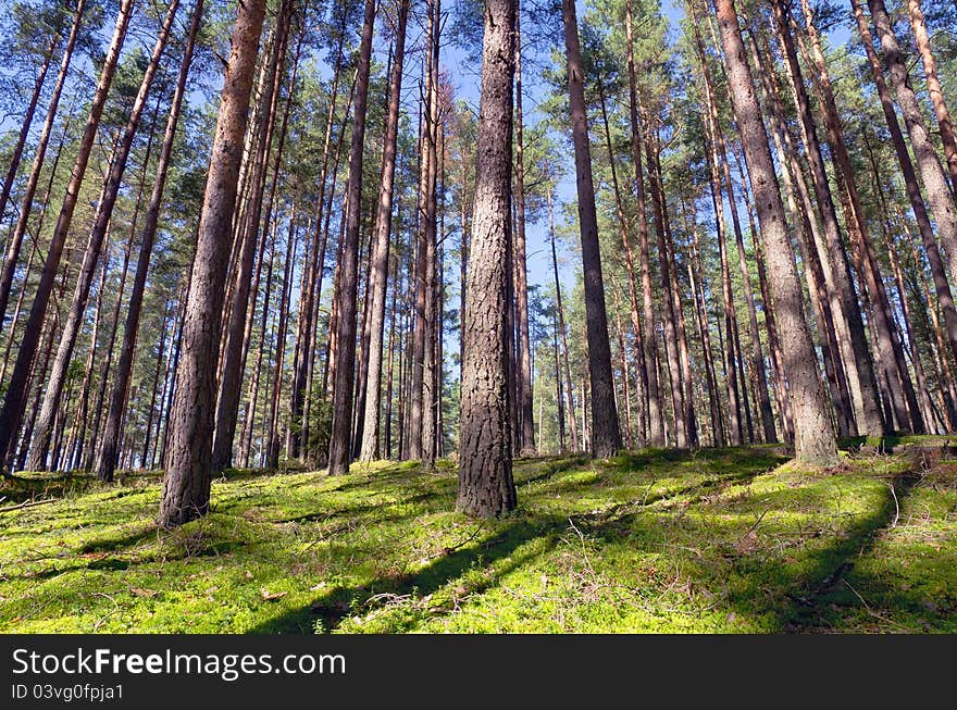 Coniferous forest