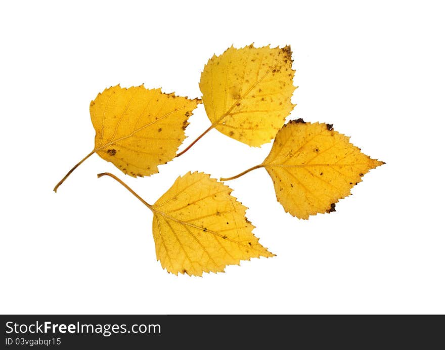 Four autumn beech leaves on white background