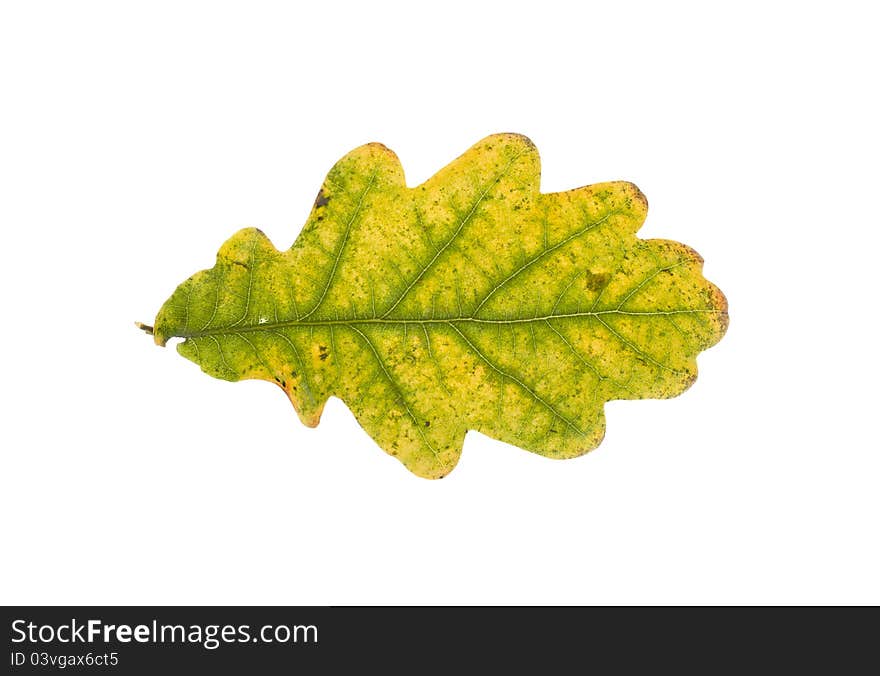 Autumn oak leaf on white background