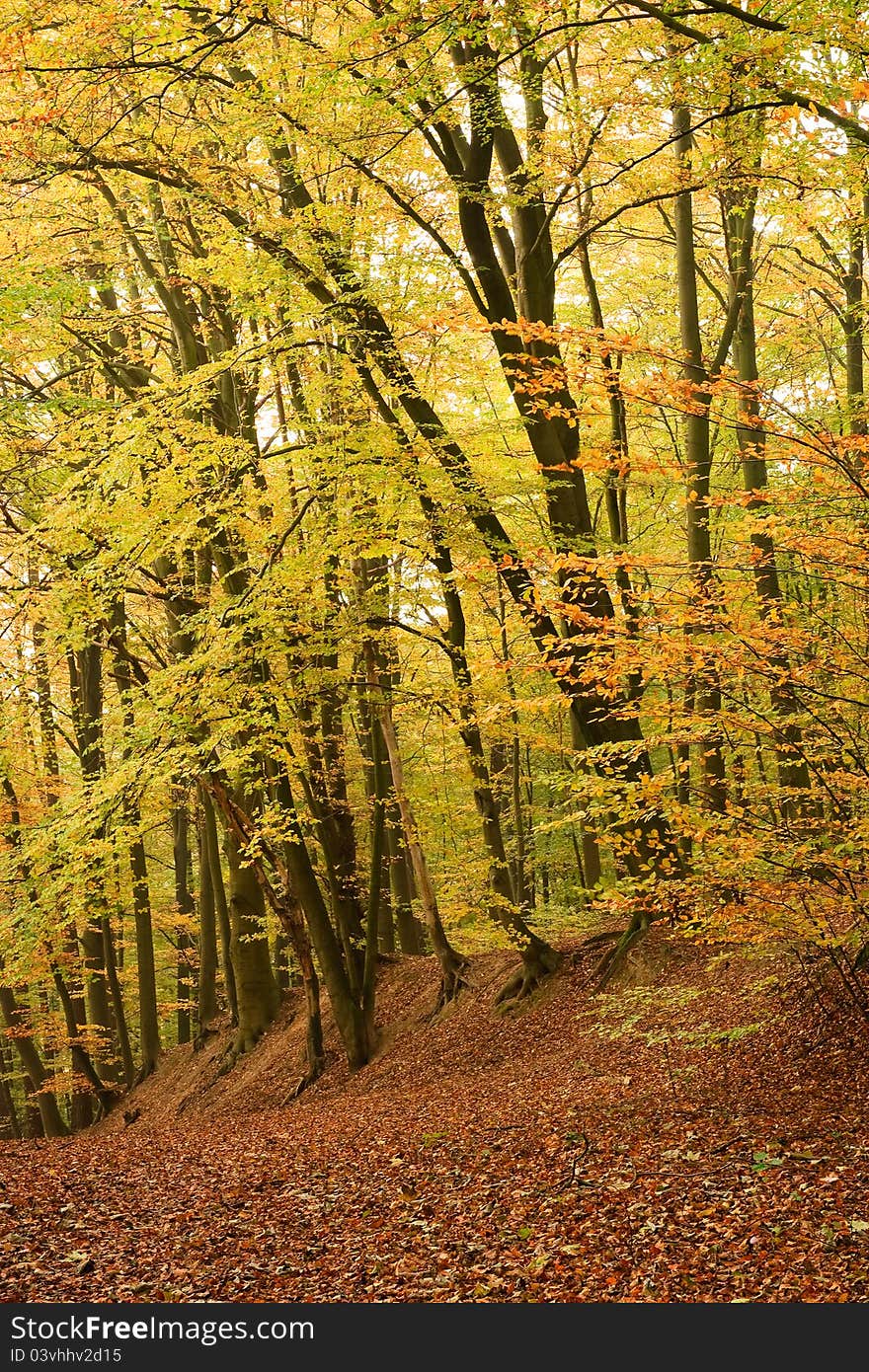 Beautiful beech forest in autumn