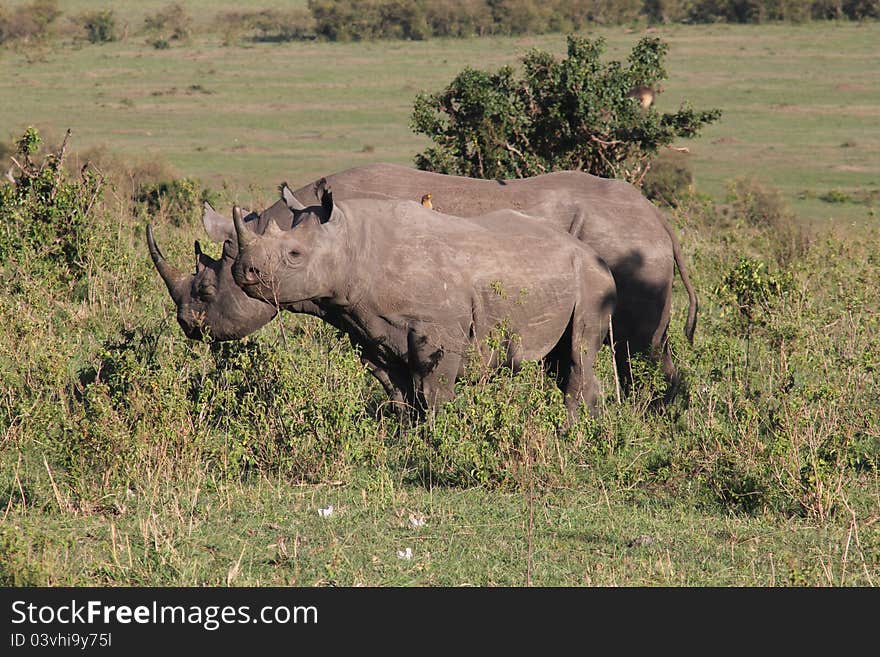 Taken in The Masai Mara in September, includes mother and child. Taken in The Masai Mara in September, includes mother and child