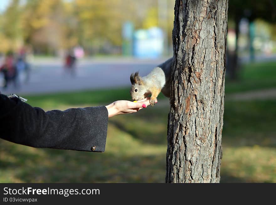 Feeding of the squirrel from а hand