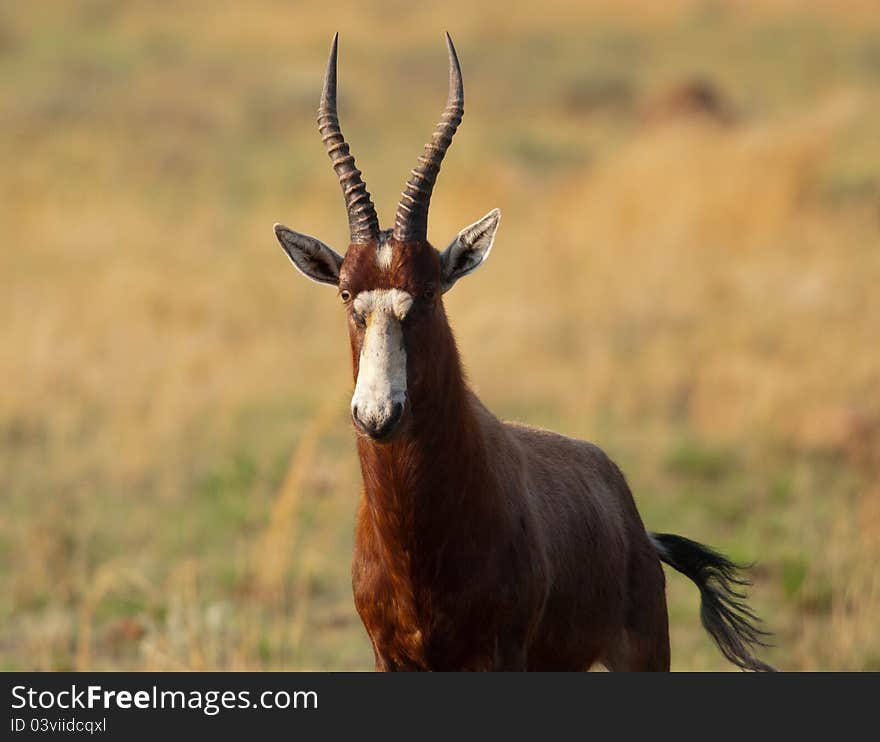 Blesbok portrait