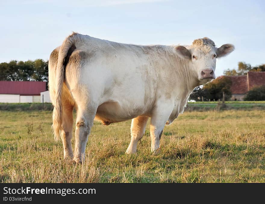 Cow to a peaceful farm