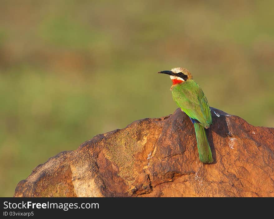 View of a white-fronted bee-eater sitting on a brown rock with green background. View of a white-fronted bee-eater sitting on a brown rock with green background