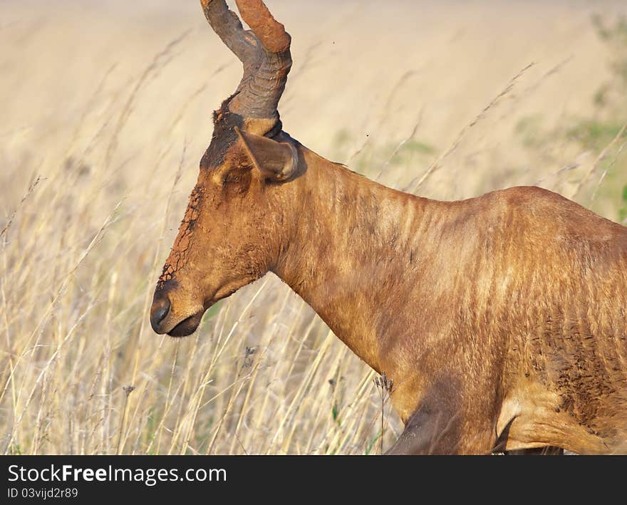 View of a Blesbok seen from the side with mud covered face and part of horns. View of a Blesbok seen from the side with mud covered face and part of horns