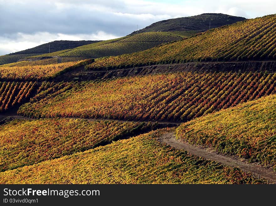 Vine lanscape in Douro region, Portugal