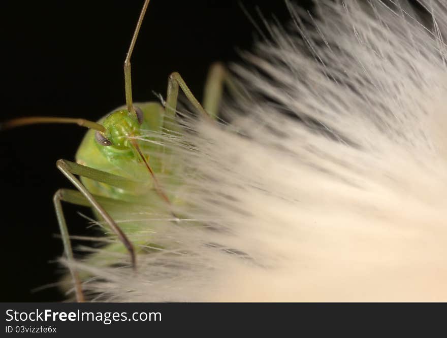 Shield bug