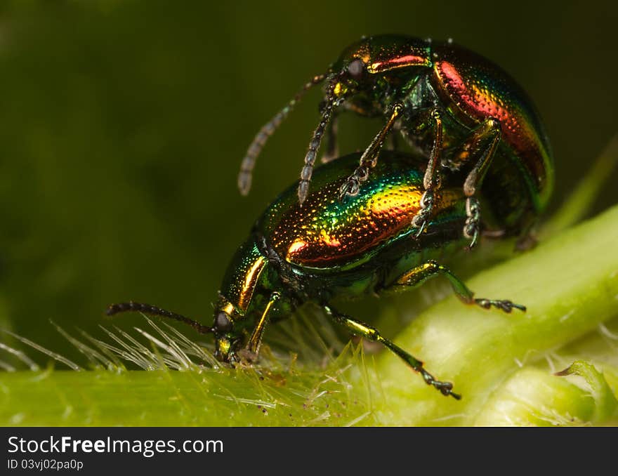 Shiny bugs mating on a plant. Shiny bugs mating on a plant