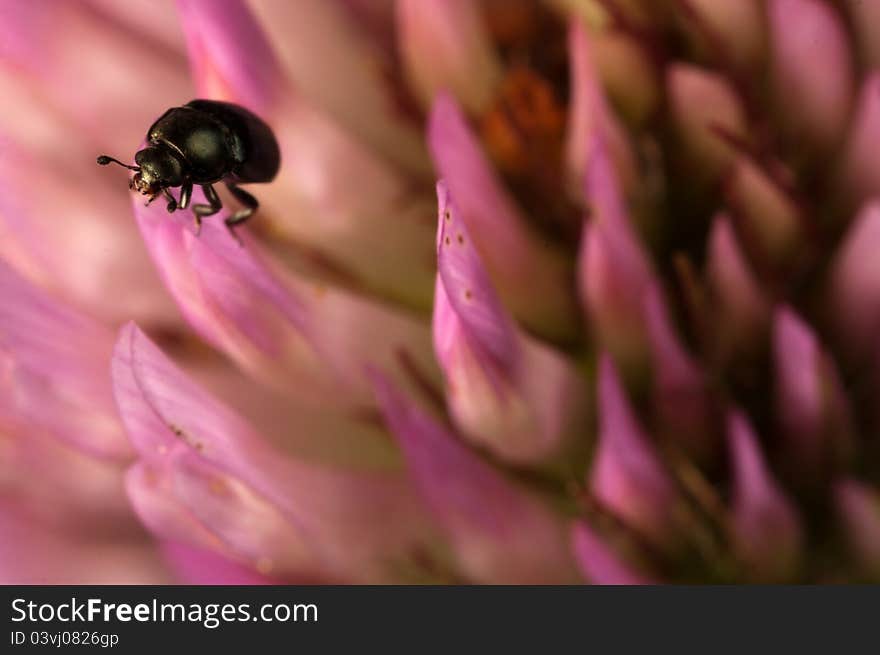 Small bug on pink clover flower