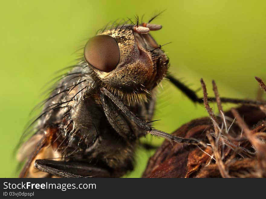 Insect fly macro on leaf