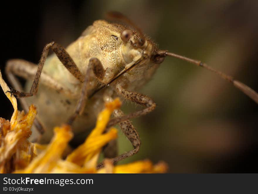 Shield bug on a plant