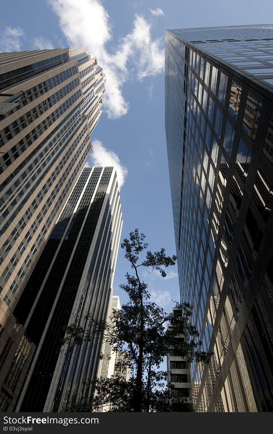 View of skyscrapers against a blue sky and a tree in the middle creates a contrast.