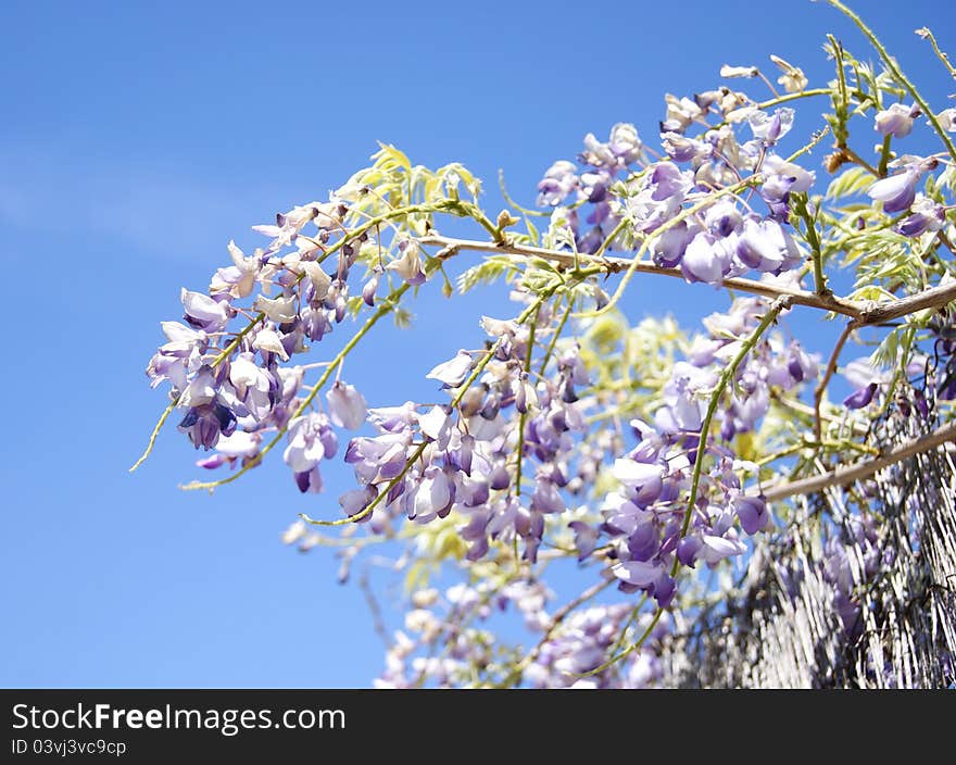 Wisteria Flower