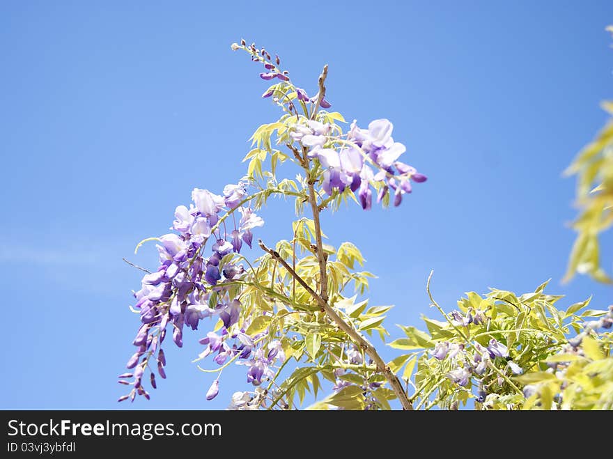 Wisteria Flower