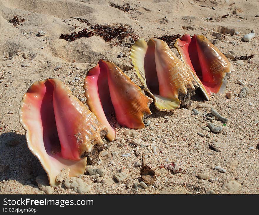 Conch Shells on A Caribbean Beach