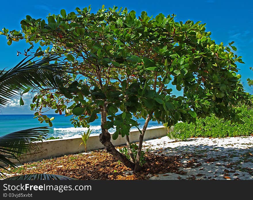 Caribbean Sea Grape Tree