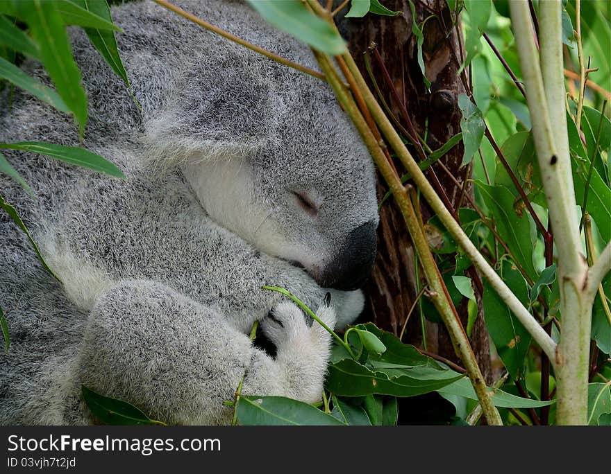 Grey Young Koala