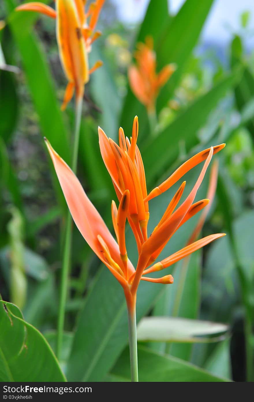 Tropical Orange Parrot Heliconia flower closeup in Thailand