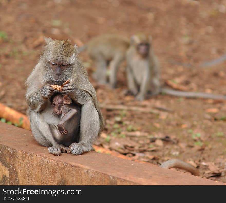 A adult female monkey caring for her young.