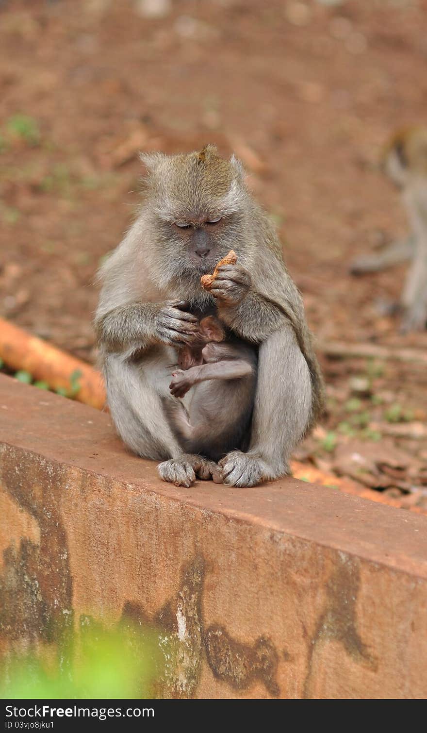 A adult female monkey caring for her young. A adult female monkey caring for her young.