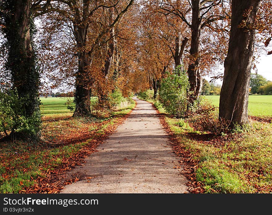 Autumn Landscape with lane between Trees