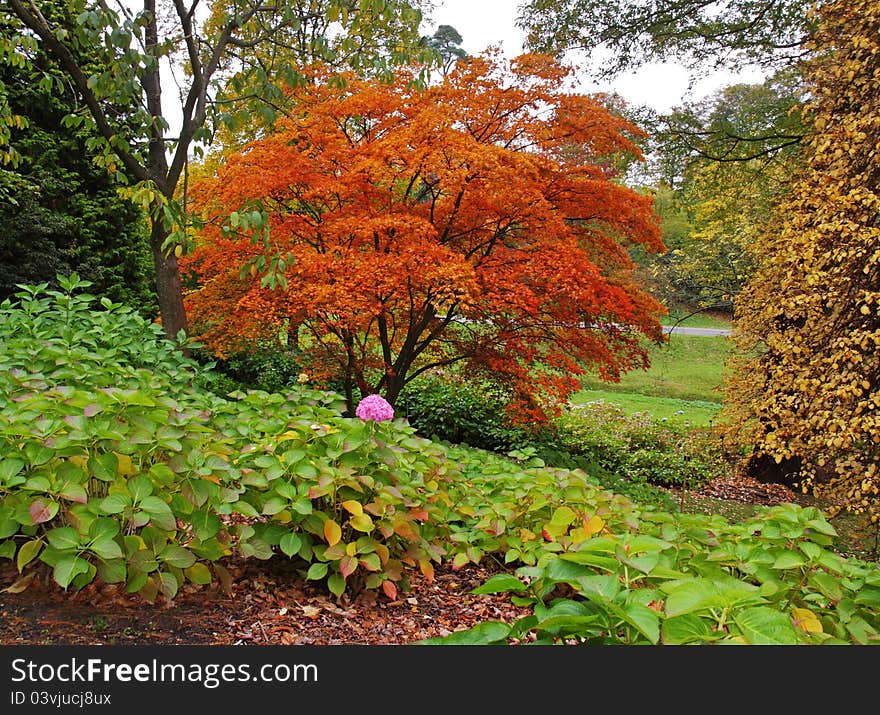 Autumn Colors In An English Park