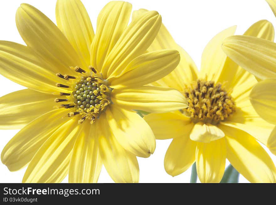 Yellow daisy on white background