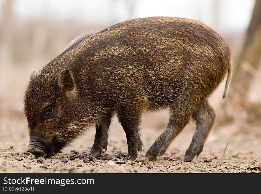 Boar - Wild Pig - Sus scrofa in a hungarian forest