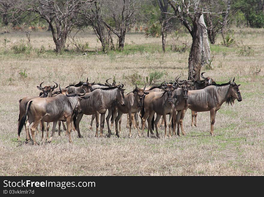 A group of wildebeast stand alert in the Masai Mara while the migration is there, taken in September. A group of wildebeast stand alert in the Masai Mara while the migration is there, taken in September