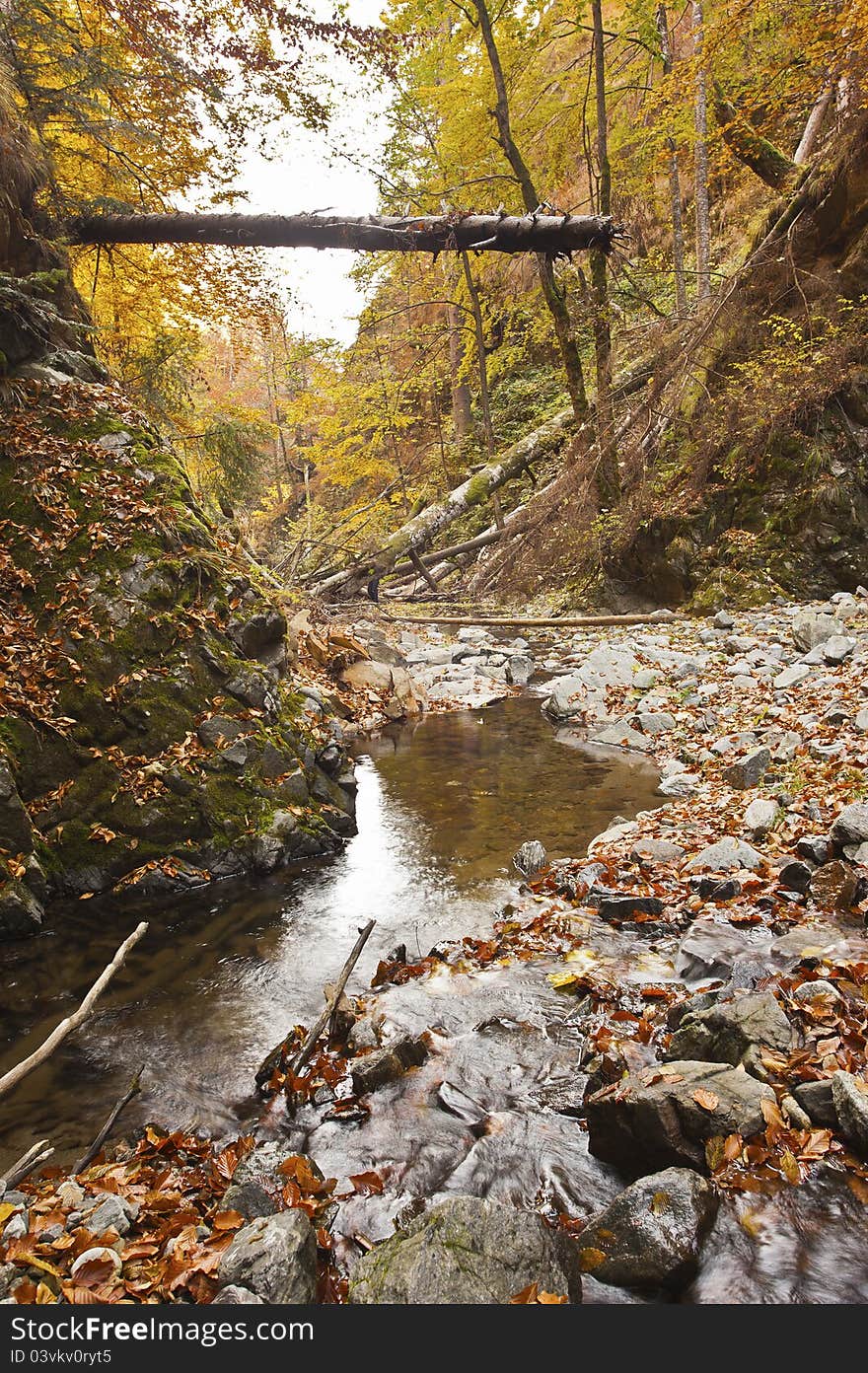 Landscape with fallen trees and a creek in the autumn. Landscape with fallen trees and a creek in the autumn