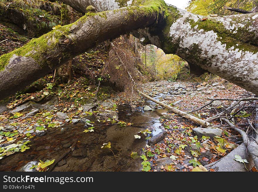 Landscape with fallen trees and a creek in the autumn. Landscape with fallen trees and a creek in the autumn