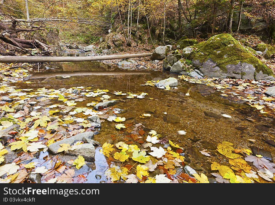 Landscape with fallen trees and a creek in the autumn. Landscape with fallen trees and a creek in the autumn