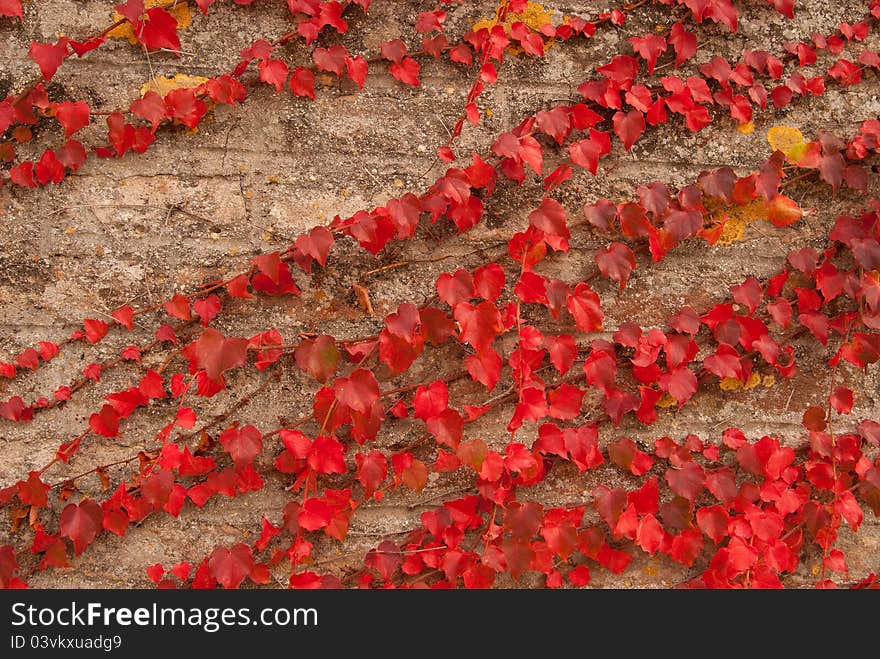 The The Old Wall Covered With Scarlet Red Leaves