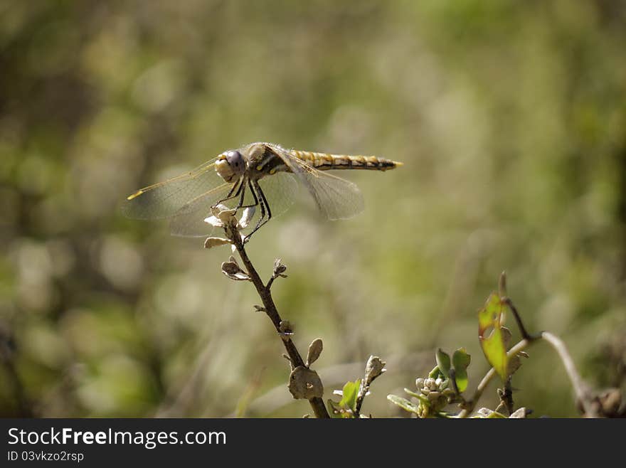 Dragonfly