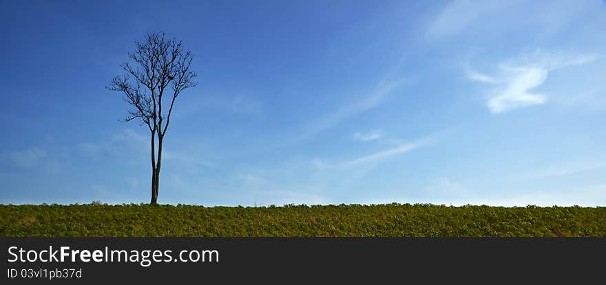 Stand alone tree without leaves