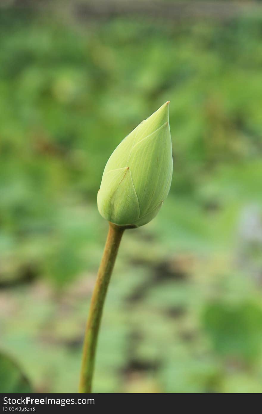 Lotus flower