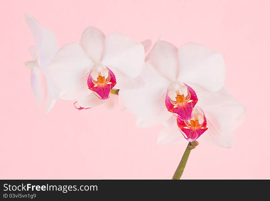 Orchid blossom on pink background. Japanese style concept. Orchid blossom on pink background. Japanese style concept.