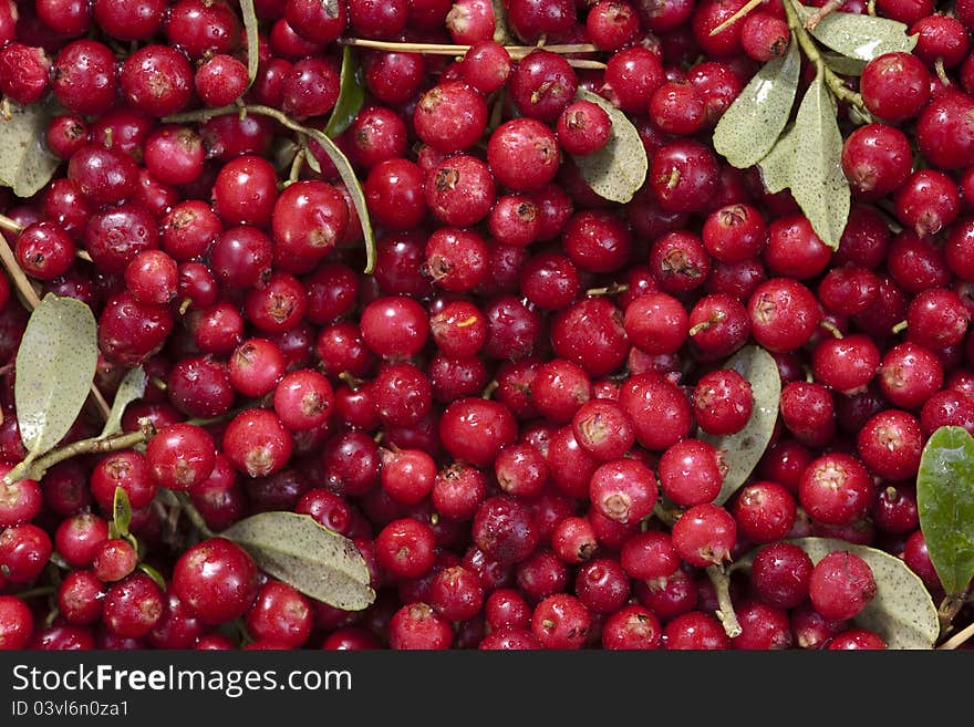 Fresh cranberries