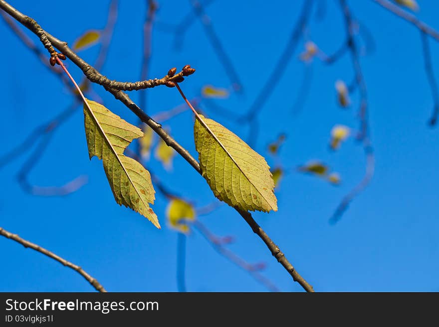 Last autumn leaves